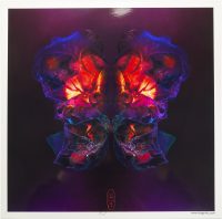 3_Moths_TheViciousBeauty_KingaMila