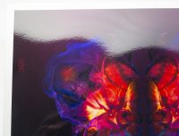 3c_Moths_TheViciousBeauty_KingaMila